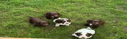 Sprocker dogs for sale: Sprocker Spaniel Puppies - Advert 1