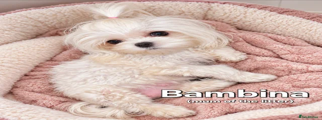 Bambina