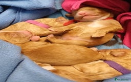 Cockapoo dogs for sale: Gorgeous cockapoo puppies - Image 2