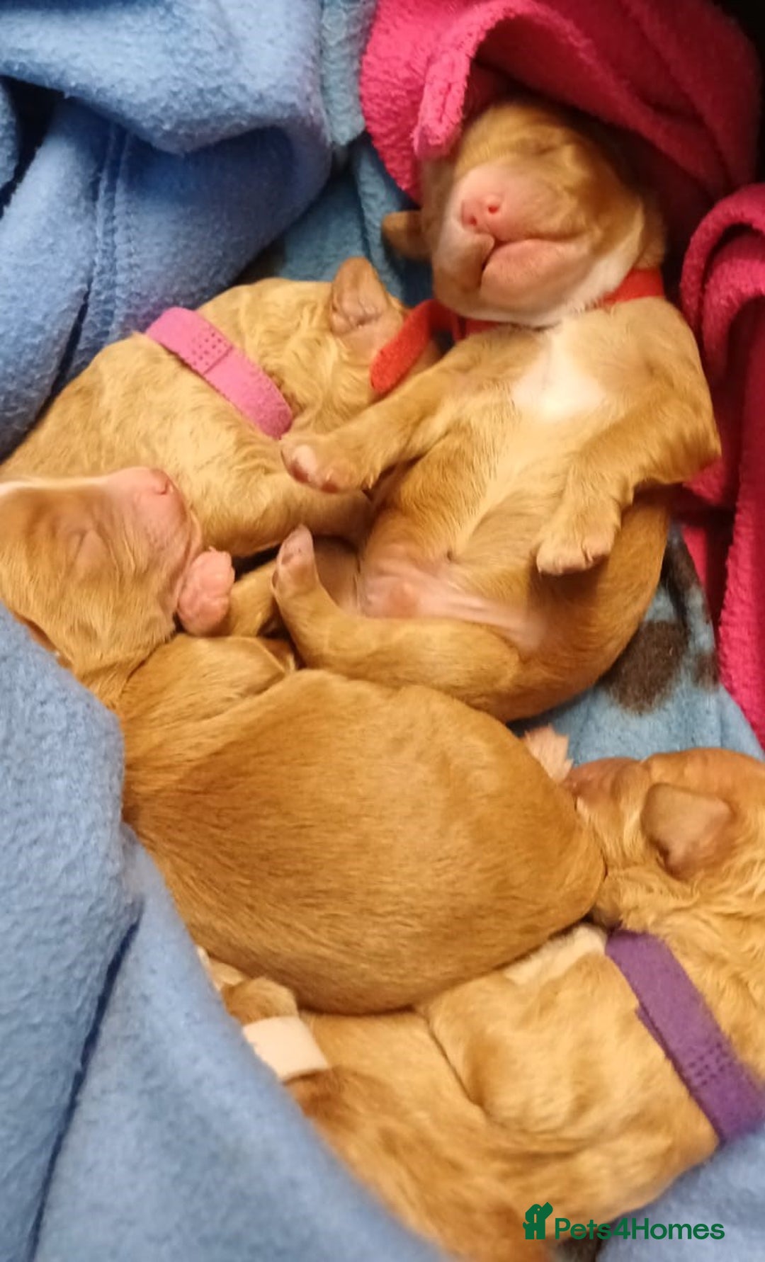 Cockapoo dogs for sale: Gorgeous cockapoo puppies - Image 2