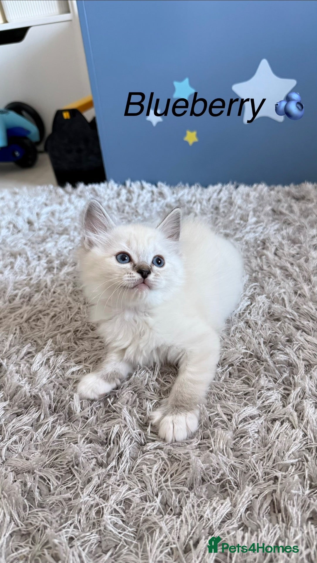 Siberian cats Beautiful Siberian Kittens – 3 Girls & 4 Boys 💙🩷 - Advert 11