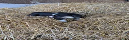 Border Collie dogs for sale: Tri coloured collie pups in Launceston - Advert 3