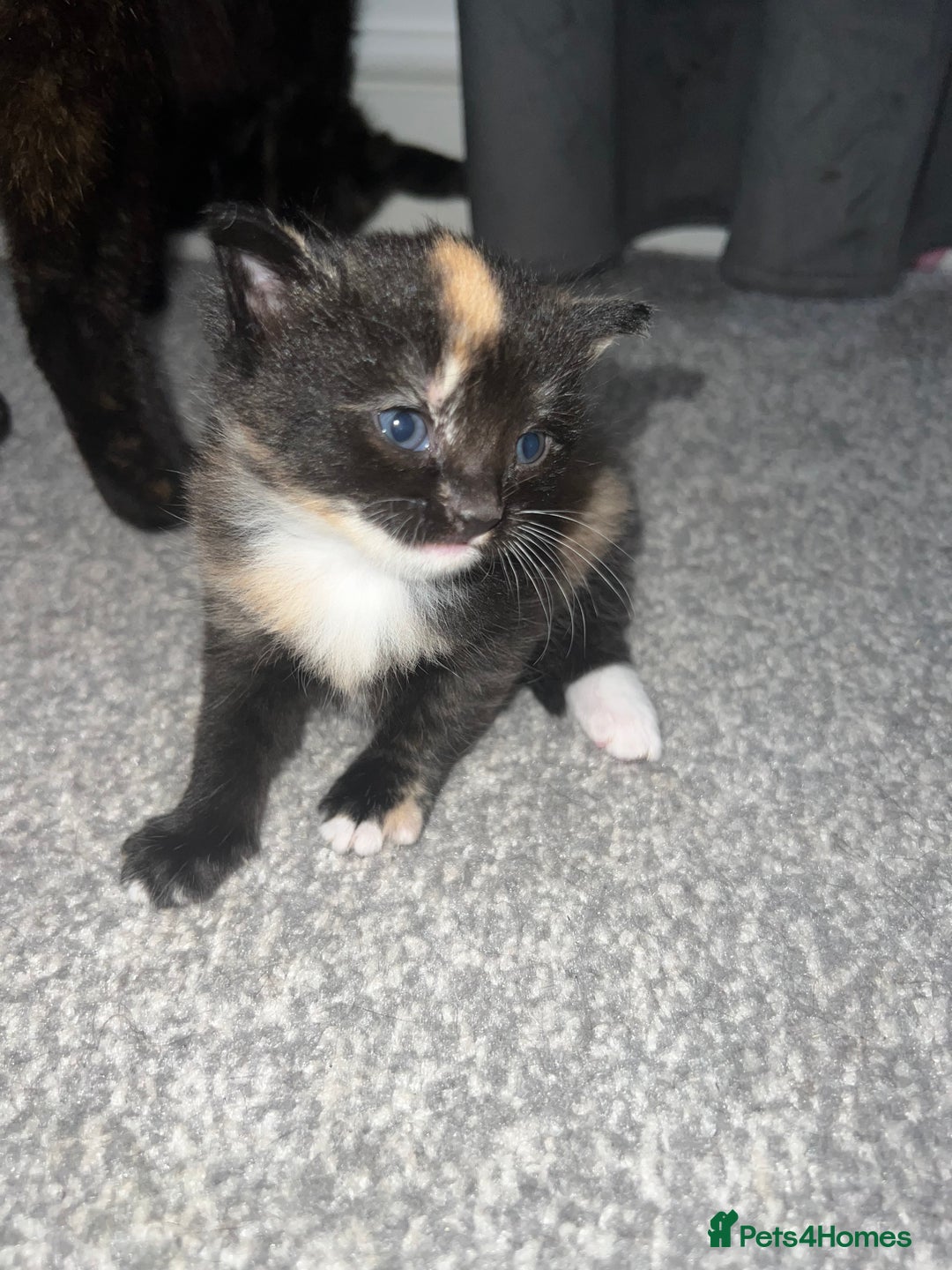 British Shorthair cats for sale: Female kittens - Image 7