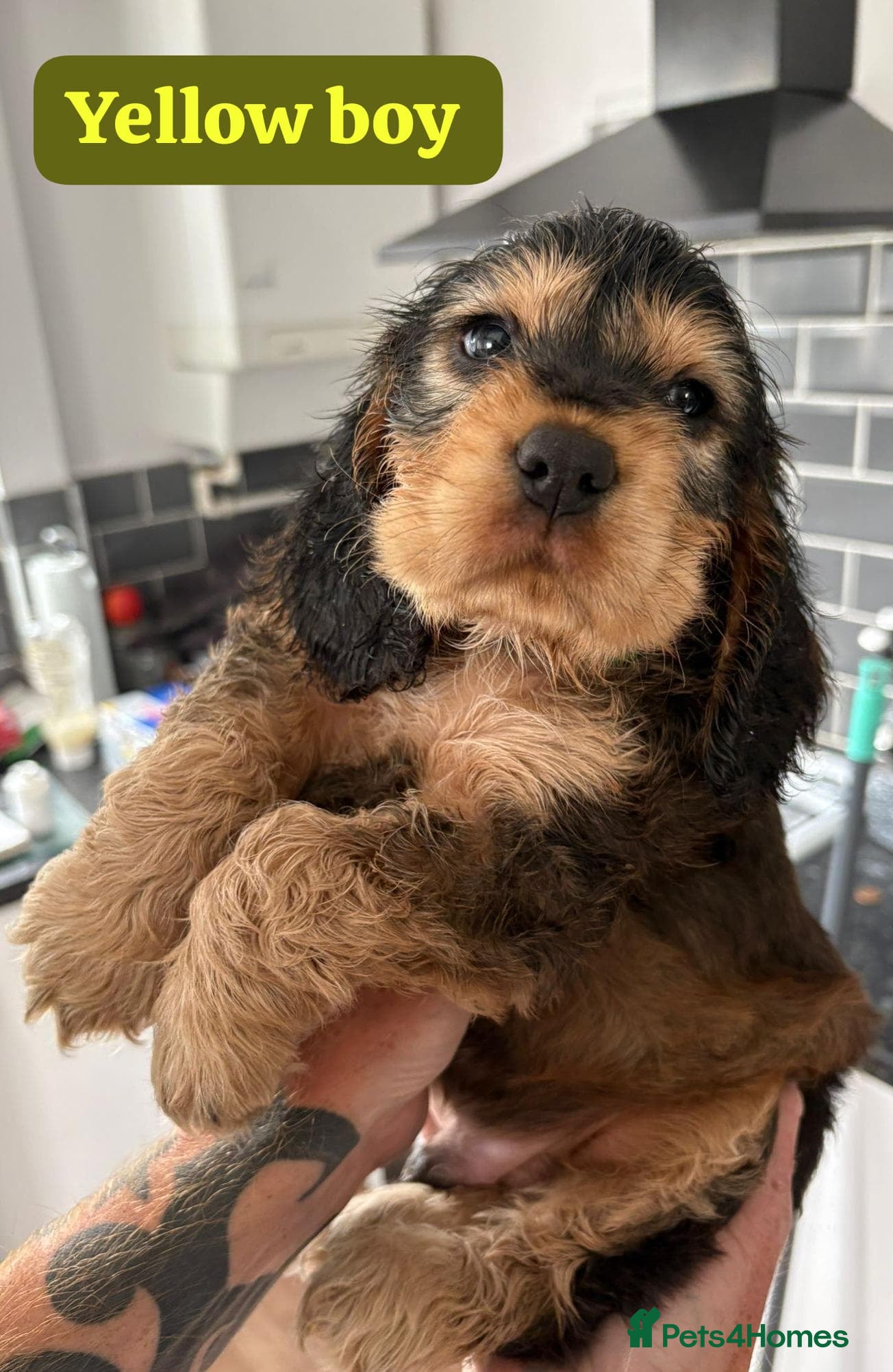 Cocker Spaniel dogs for sale: Show cocker spaniels - Advert 2