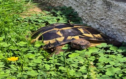Tortoise reptiles for sale: reluctantly need to rehome my lovely tortoise  - Image 5