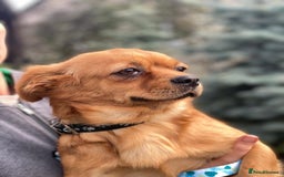 Mixed Breed dogs for adoption: 🐶💖 LIYA 💖🐶 - Image 13