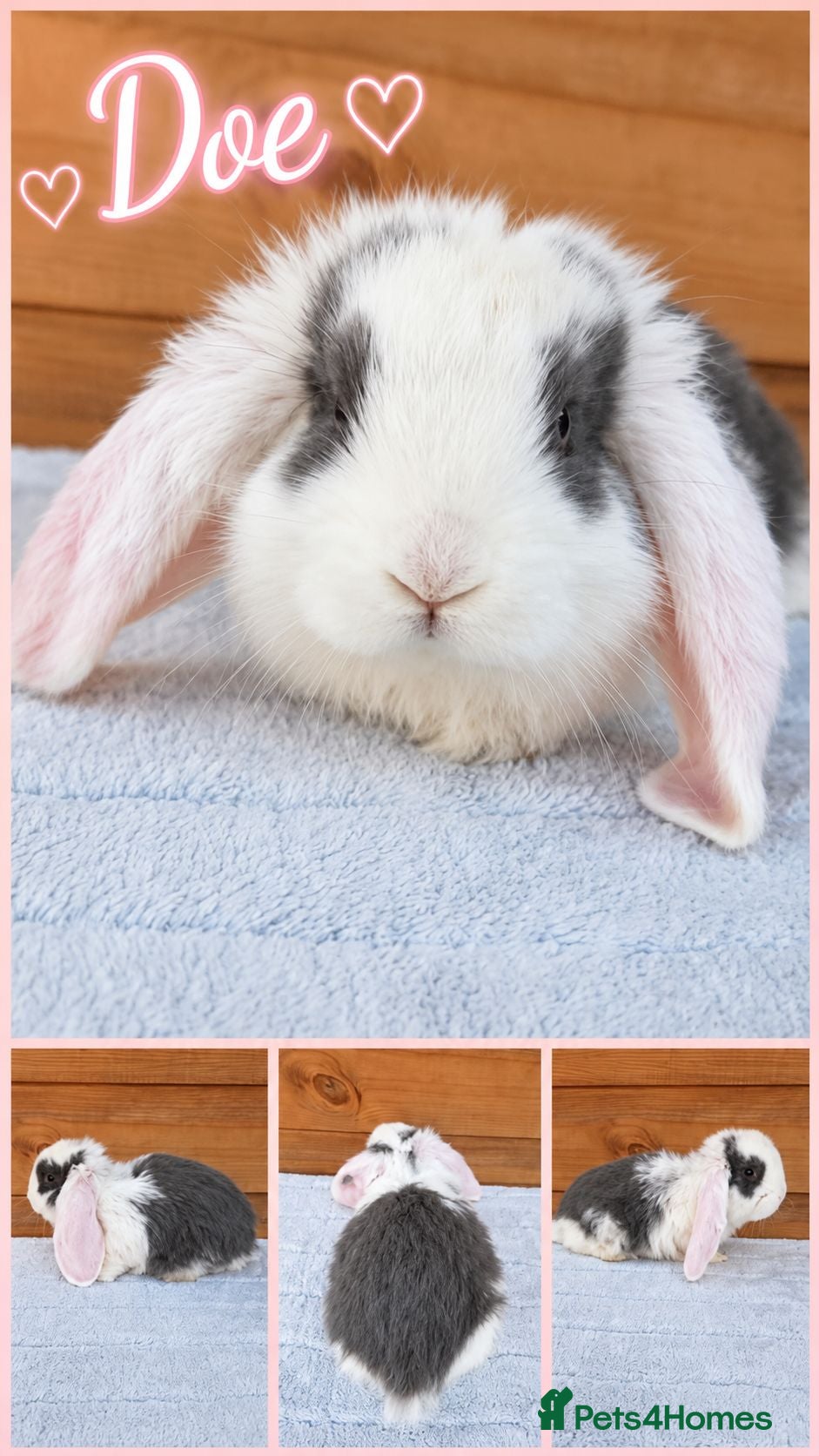 French Lop rabbits Beautiful French Lop Babies - Advert 2