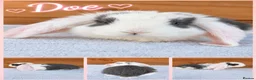 French Lop rabbits for sale: Beautiful French Lop Babies - Advert 7