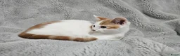 Mixed Breed cats for sale: Stunning kittens READY NOW - Advert 16