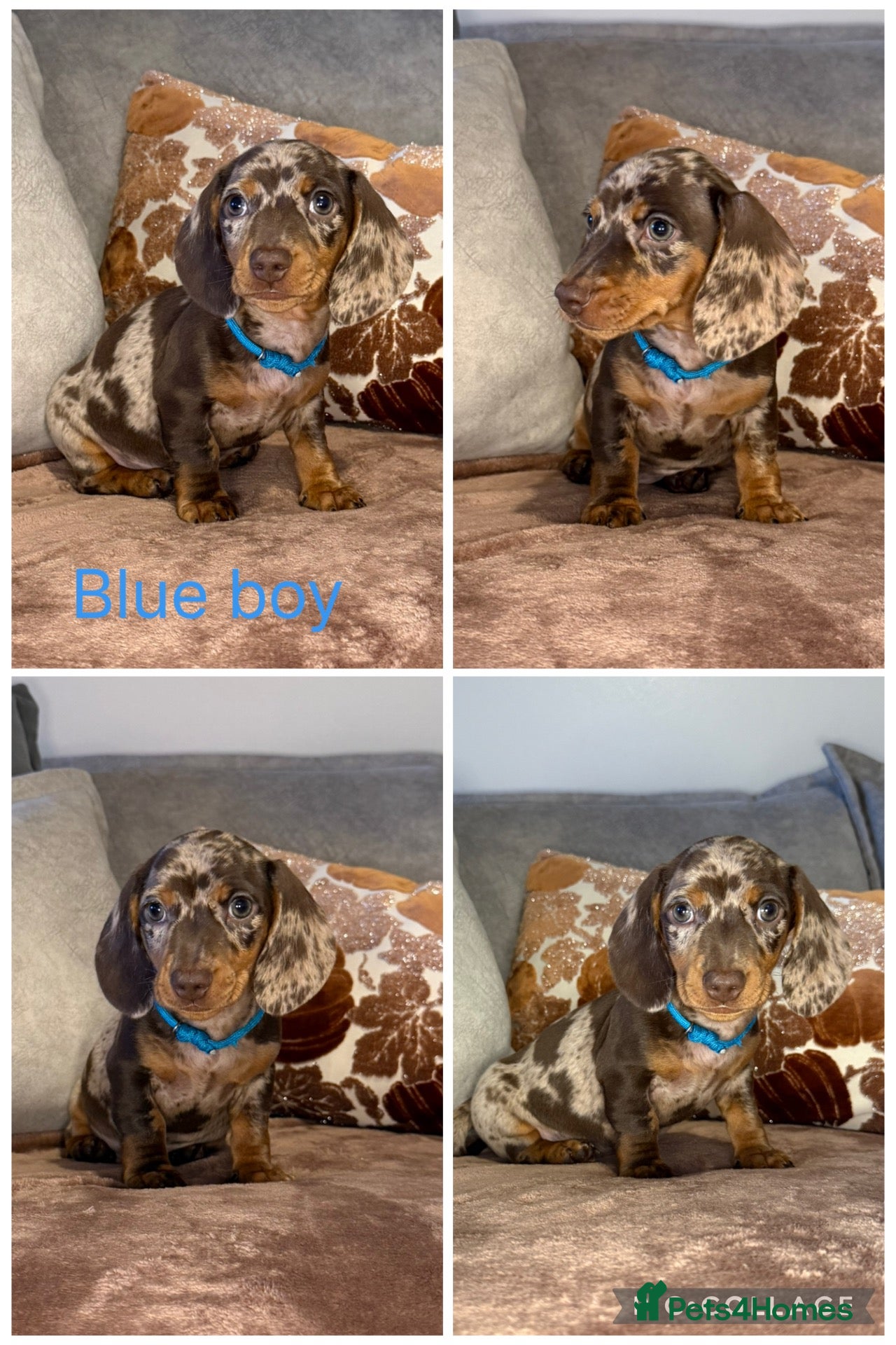Miniature Dachshund dogs for sale: READY NOW🐾Miniature dachshund puppies - Advert 10