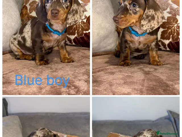 Miniature Dachshund dogs for sale: READY NOW🐾Miniature dachshund puppies - Advert 10