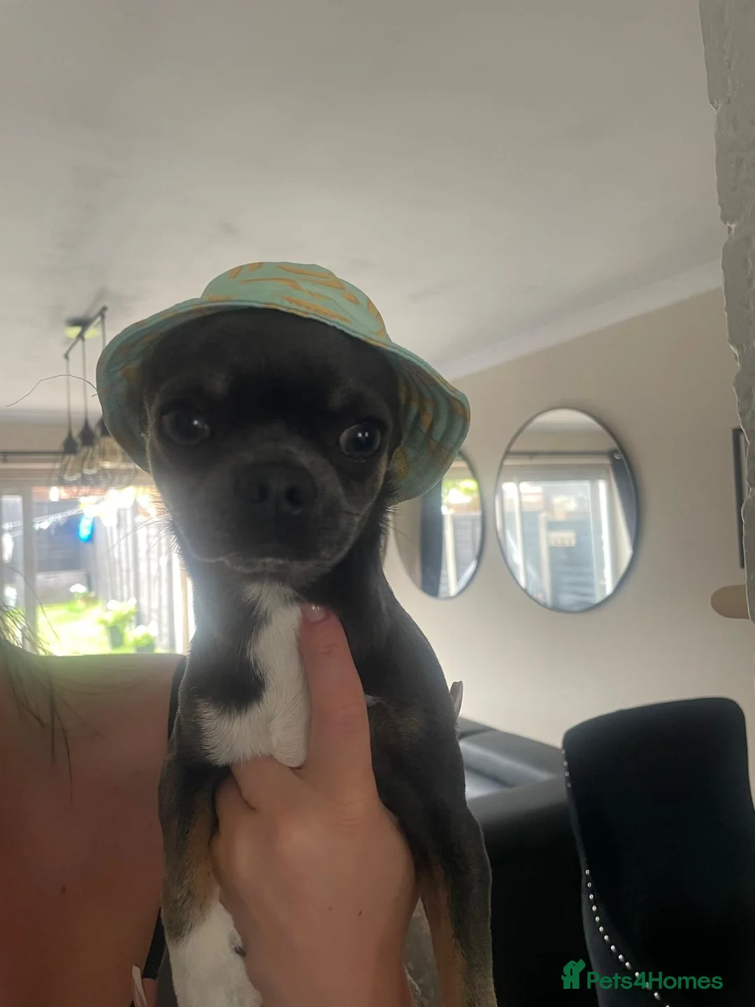 Chihuahua dogs for stud: Stud only. Full pedigree lilac chihuahua £300 - Advert 14