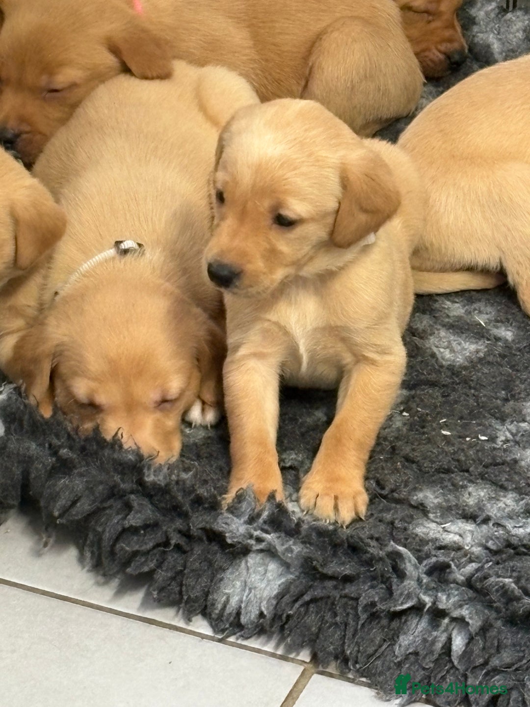 Labrador Retriever dogs for sale: Most Beautiful litter of KC Reg Fox Labradors - Advert 17