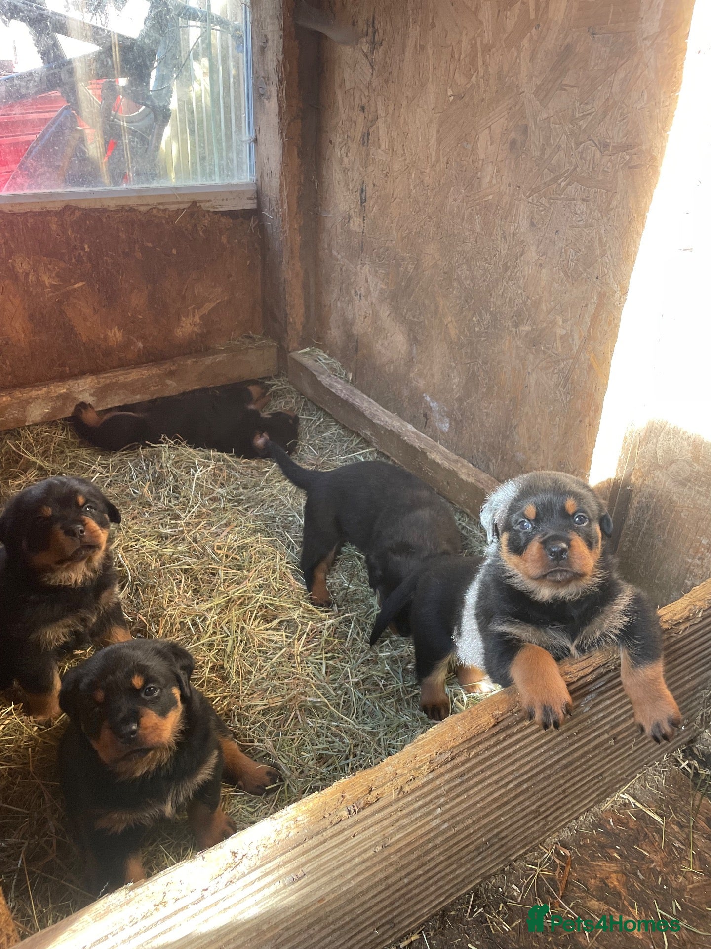 Rottweiler dogs Quality Rottweiler puppies  - Advert 2