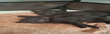 British Shorthair 4