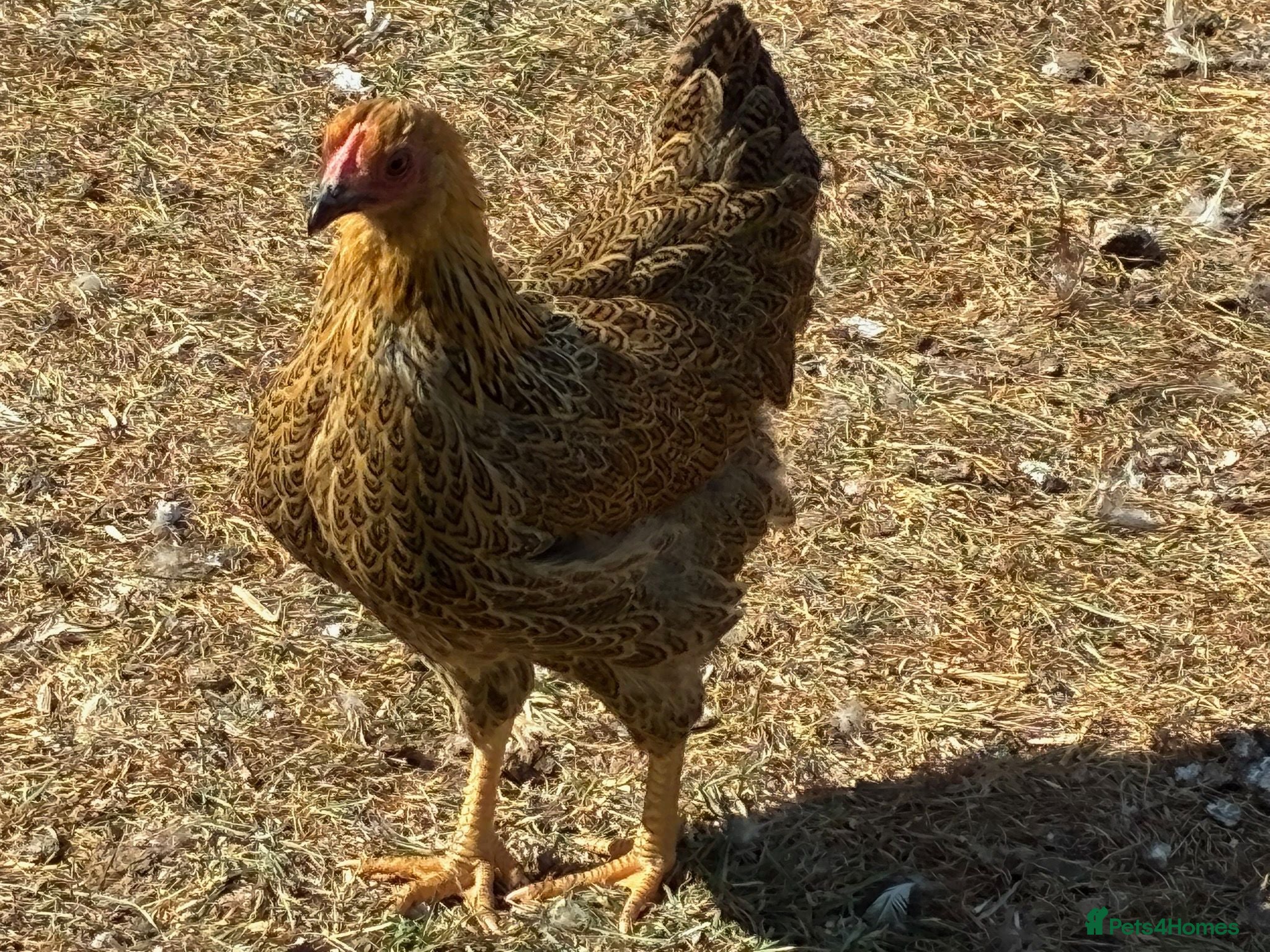 Chickens poultry Gold Partridge Wyandotte Bantams - Advert 2