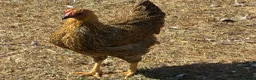 Chickens poultry for sale: Gold Partridge Wyandotte Bantams - Advert 1