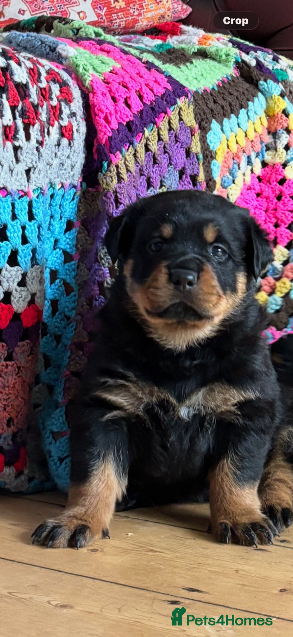 Rottweiler dogs Stunning Rottweiler Puppies  - Advert 14