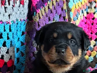 Rottweiler dogs Stunning Rottweiler Puppies - Advert 7