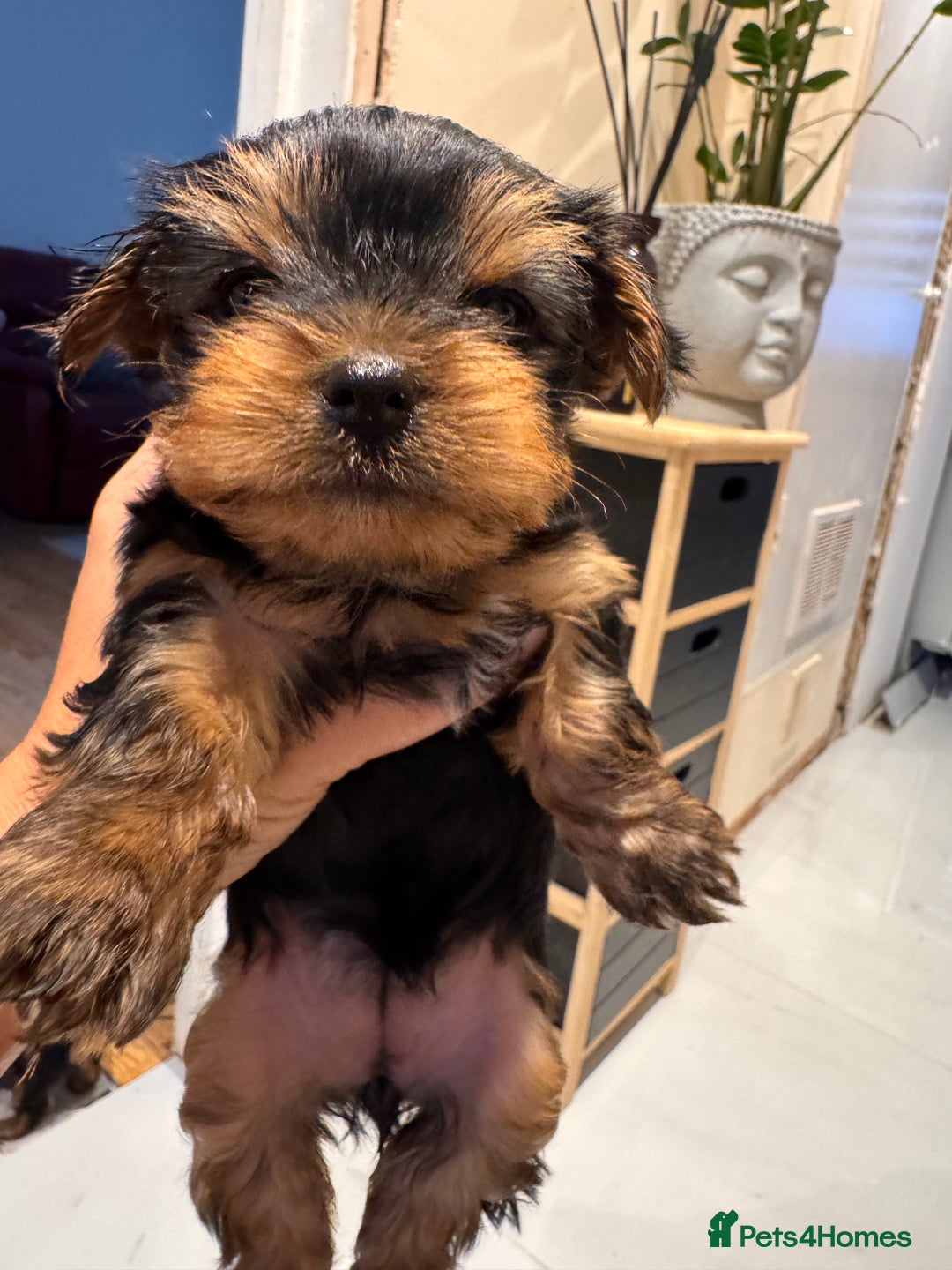 Yorkshire Terrier dogs for sale: Yorkshire terrier girl - Image 2