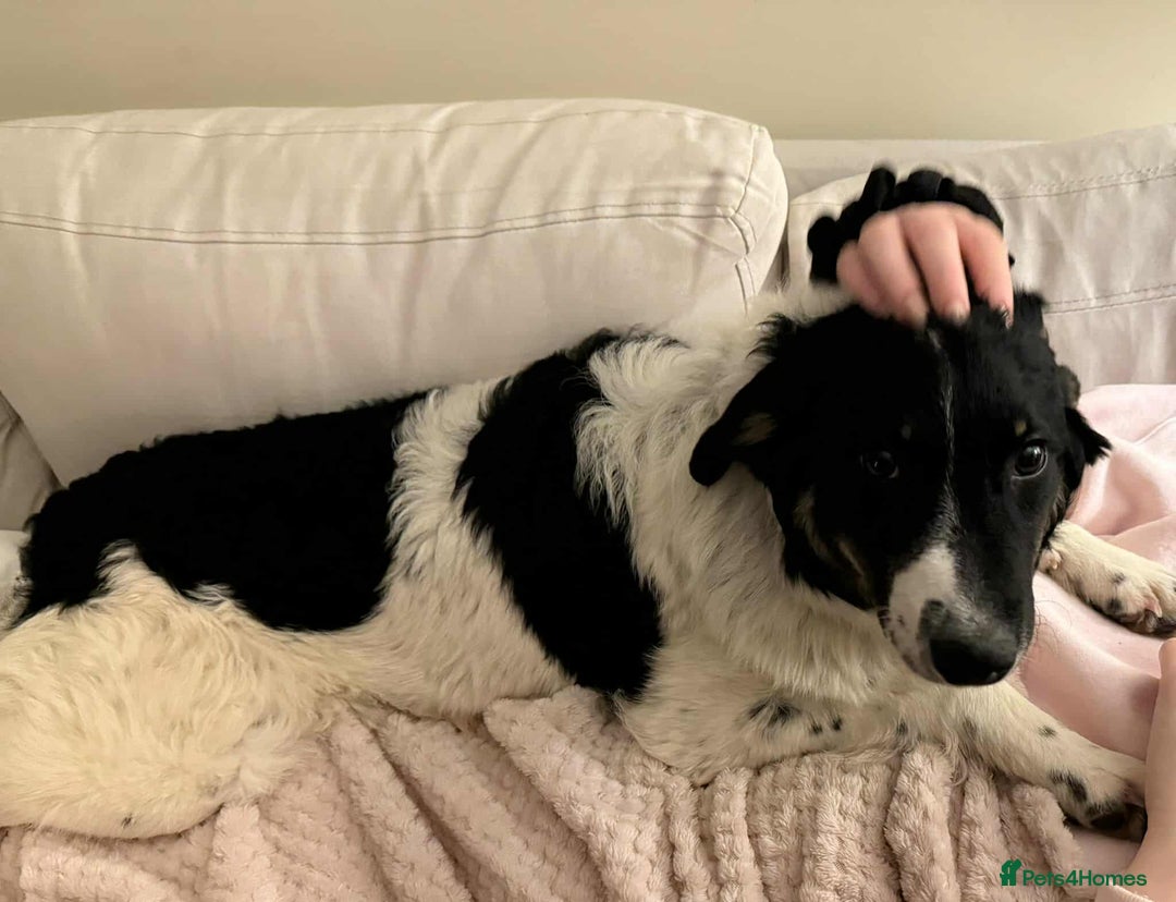 Mixed Breed dogs for adoption: TILLY (PUP) - Advert 1