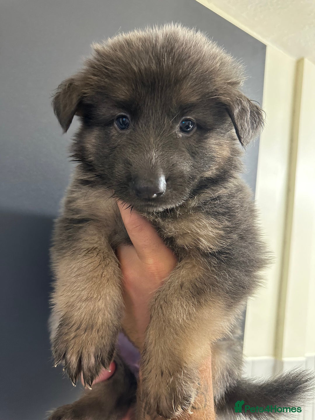 German Shepherd dogs for sale: German shepherd  - Image 32
