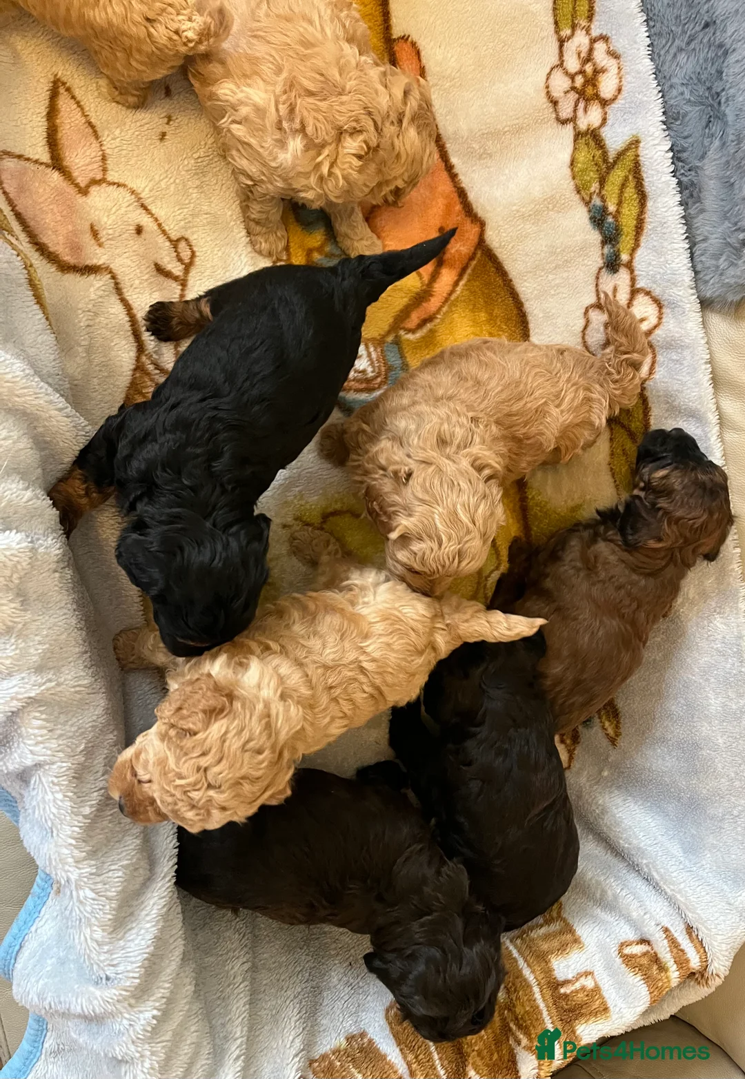 Shihpoo dogs for sale: 1 girl left shihpoo puppy fully vaccinated  - Advert 20