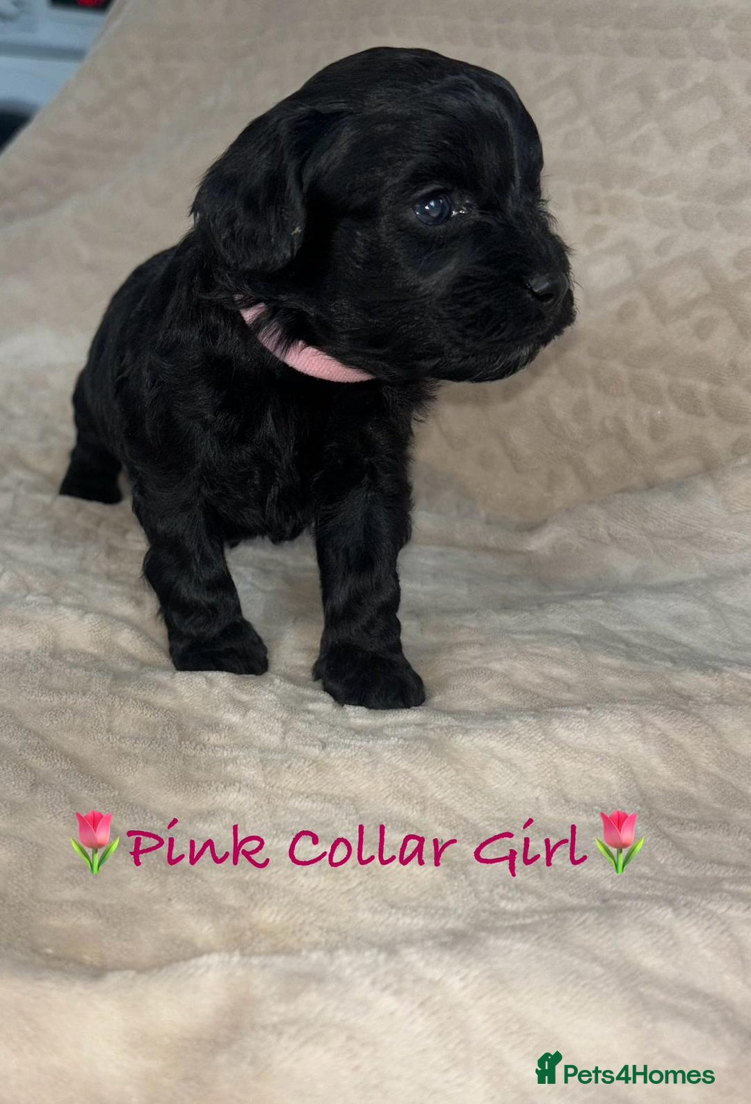 Cavapoo dogs for sale: Beautiful F1 Cavapoo Puppies  - Image 24