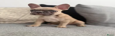 Peppa 🖤🐾