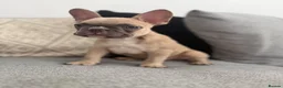 French Bulldog dogs for sale: 2 GIRLS LEFT REDUCED - French Bulldog Puppies 💕 - Advert 4