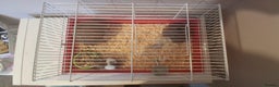 Hamster rodents for sale: Male Syrian Hamster  - Advert 2