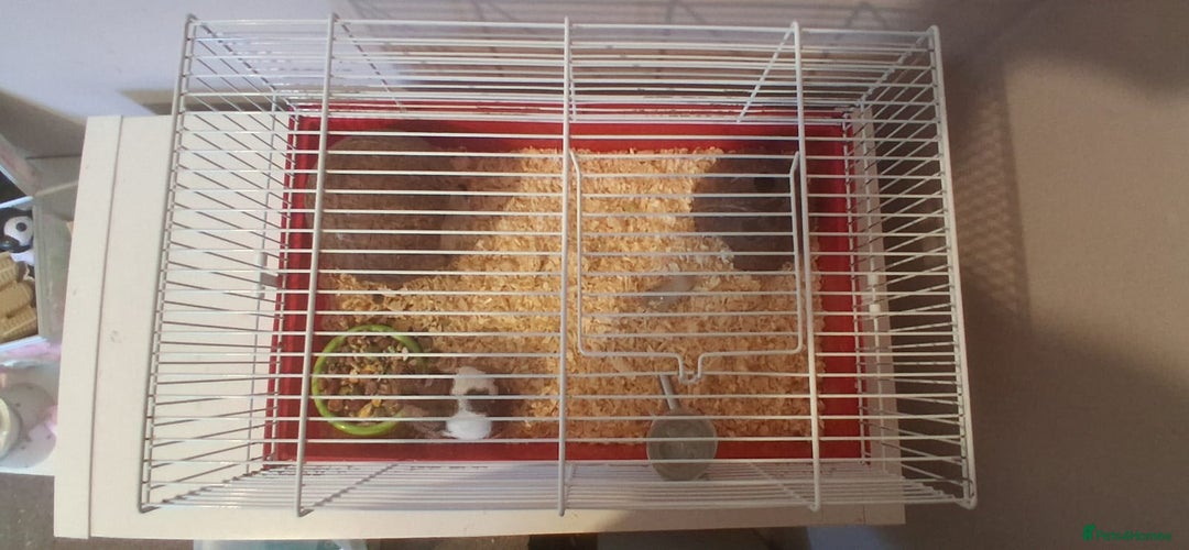 Hamster rodents for sale: Male Syrian Hamster  - Image 2