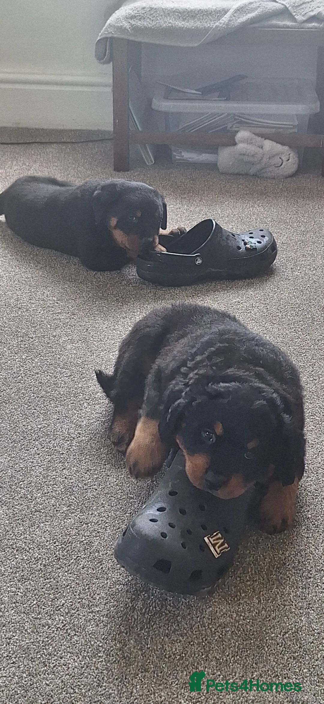 Rottweiler dogs for sale: Rottweiler puppies - Advert 15
