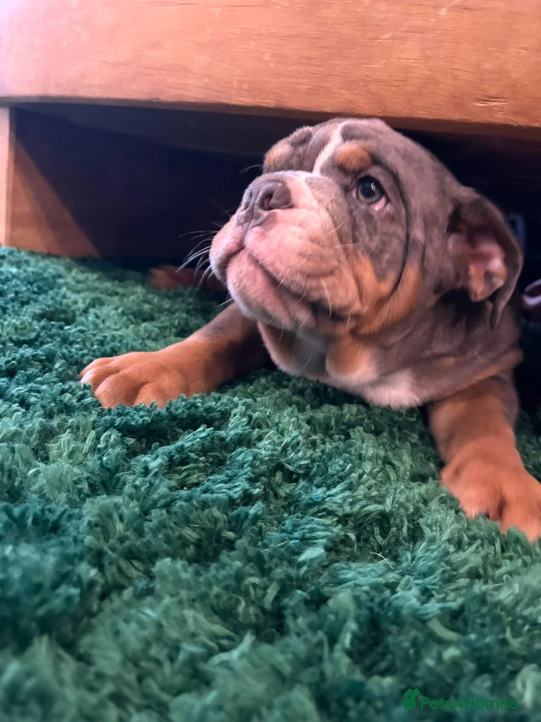 English Bulldog dogs for sale: Bulldog Puppies Champion bloodlines - Advert 29
