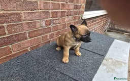 Belgian Shepherd Dog dogs for sale: Belgian Shepherd puppies - Advert 13