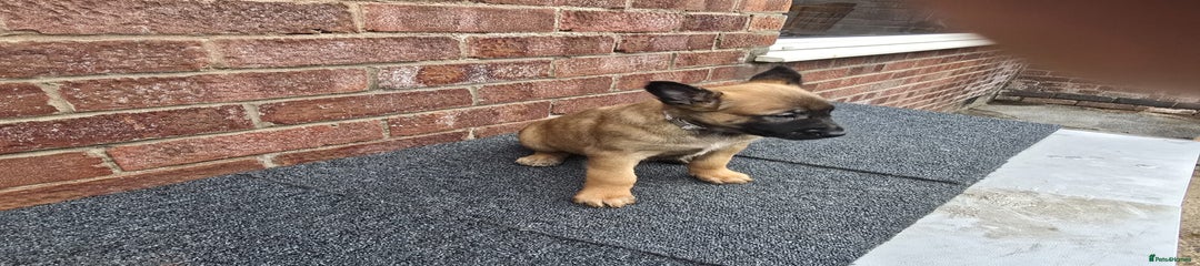Belgian Shepherd Dog Puppy 5