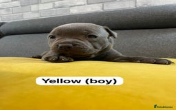 Staffordshire Bull Terrier dogs for sale:   Champion-KC.Reg.Blue Staffordshire Bull Terrier  - Image 11