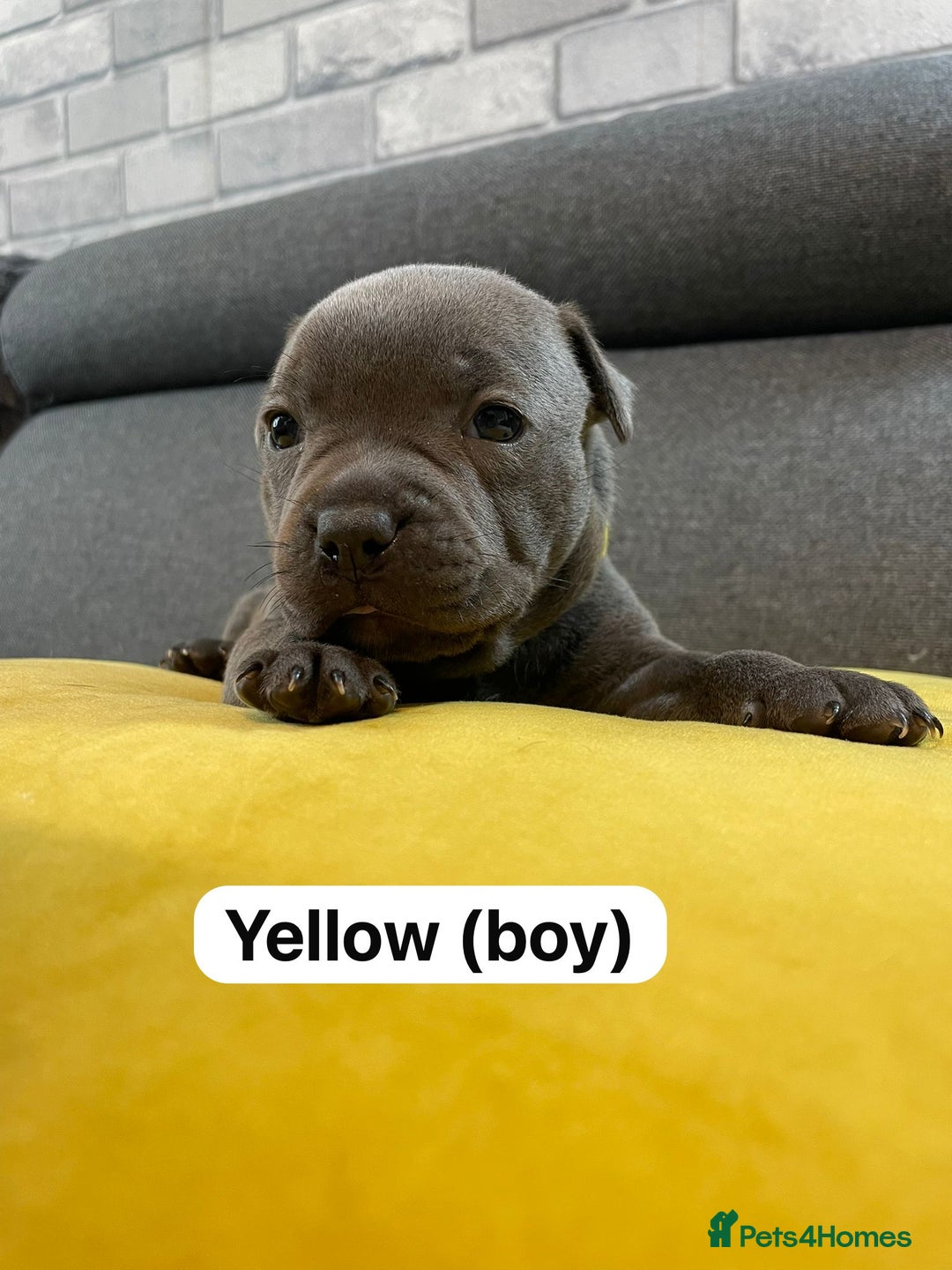 Staffordshire Bull Terrier dogs for sale:   Champion-KC.Reg.Blue Staffordshire Bull Terrier  - Image 11
