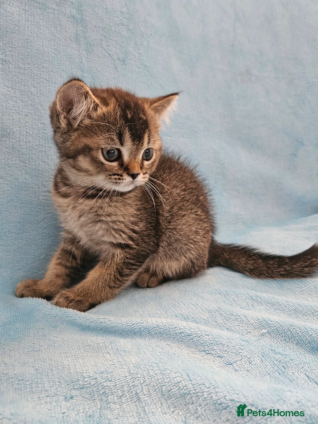Scottish Fold cats for sale: Adorable Scottish fold Straight Ears Kittens - Image 16