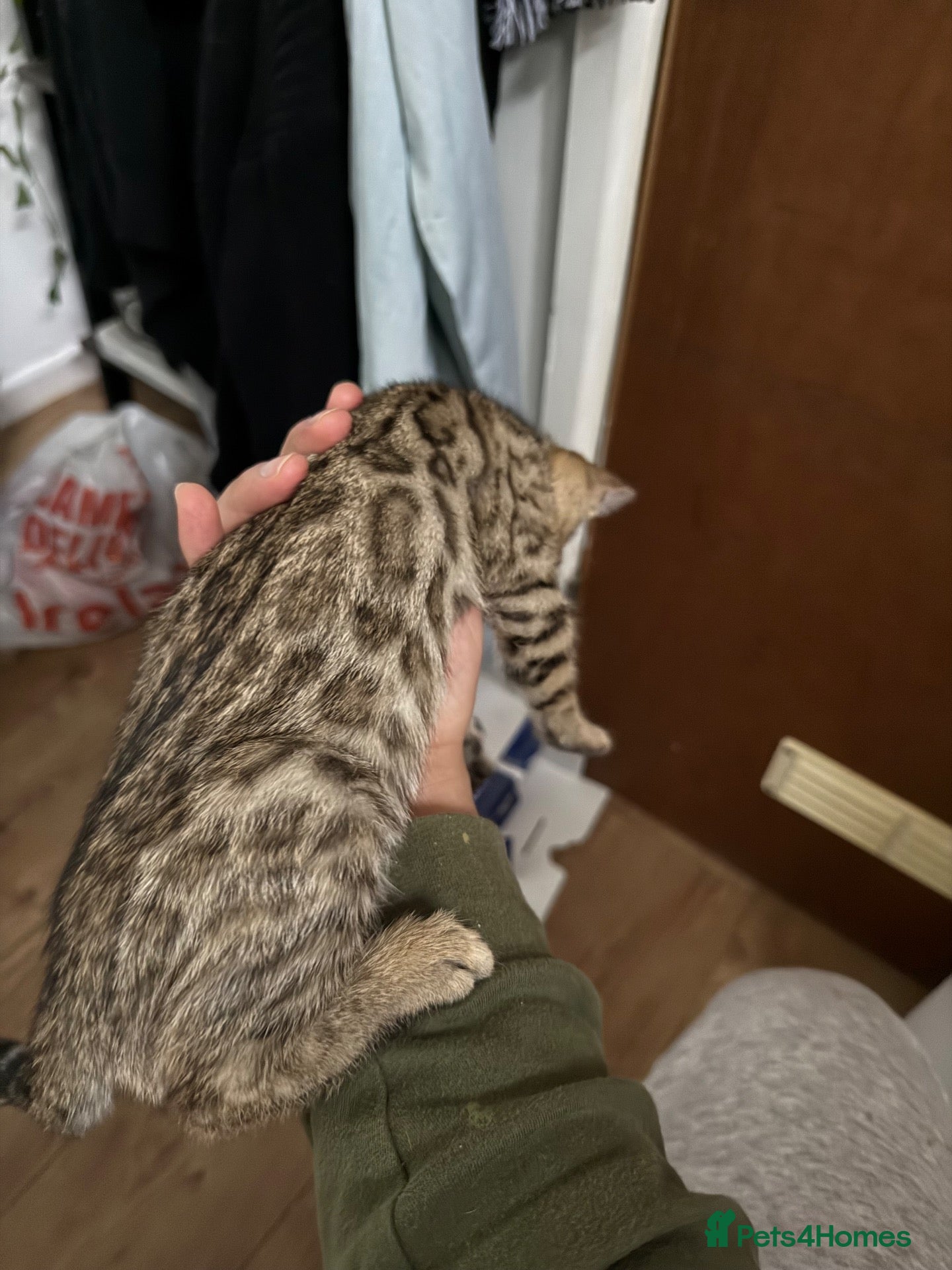 Bengal cats 1 bengal kitten LEFT! READY NOW! - Advert 1