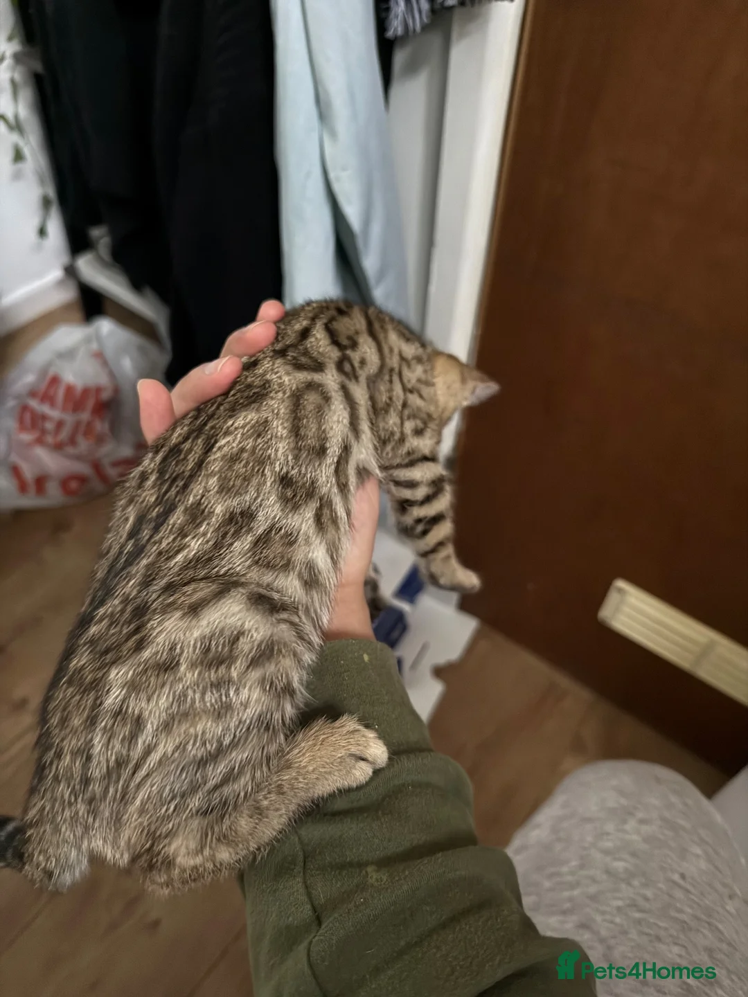 Bengal cats for sale: 1 bengal kitten LEFT! READY NOW! - Advert 1