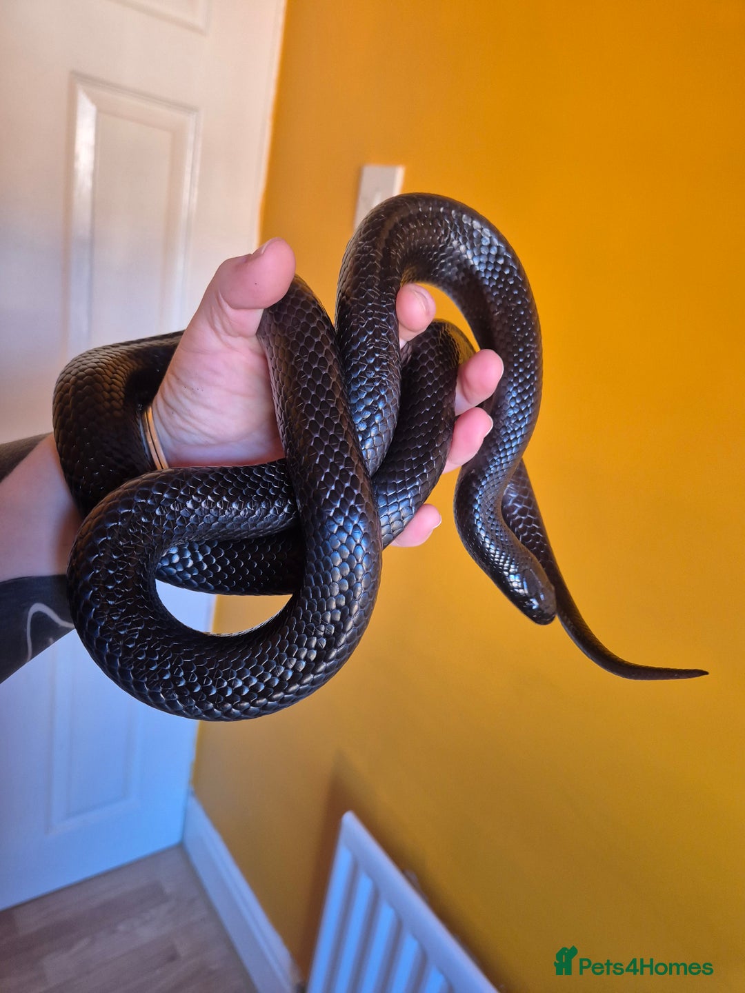 King Snake reptiles for sale: Mexican black kingsnake - Advert 2