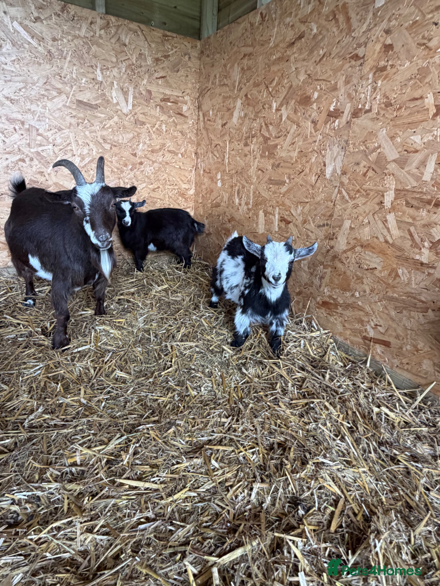 Goats livestock Black female pigmy goat  - Advert 1