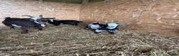 Goats livestock for sale: Black female pigmy goat  - Advert 1