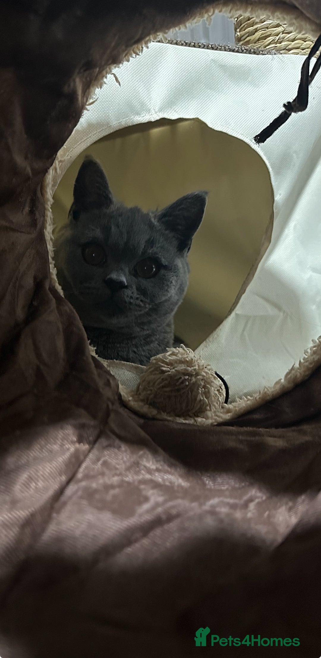 British Shorthair cats for sale: Grey British short hair, 2 years and 8 months old - Advert 2