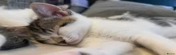 British Longhair cats for sale: British longhair kittens - Advert 7