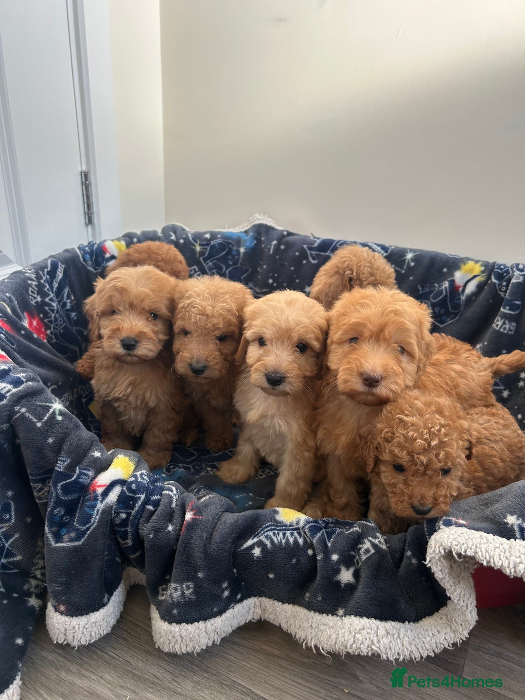 Cockapoo dogs for sale: 8 weeks old beautiful Cockapoo puppies  - Image 26
