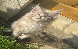Maine Coon cats for sale: XL Maine Coon Boys Russian Line - Image 8