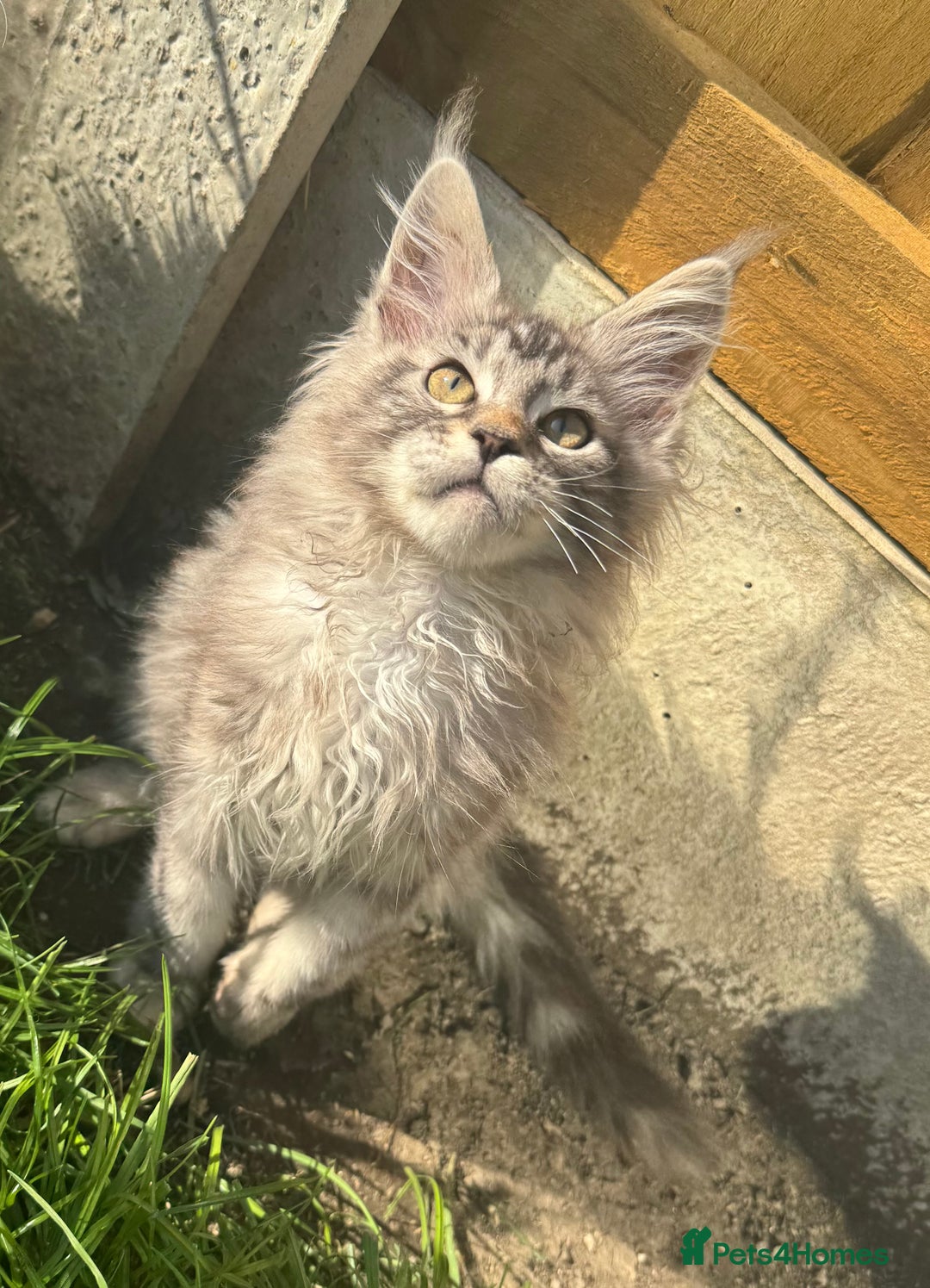 Maine Coon cats for sale: XL Maine Coon Boys Russian Line - Image 8