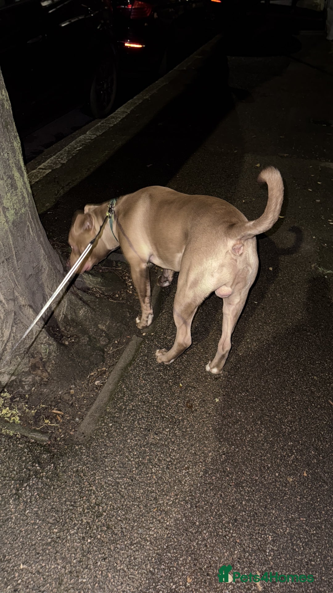 Mixed Breed dogs for sale: Red nose American Pit Bull / Staffy - Advert 4